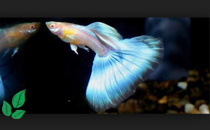 Download Gambar Ikan Guppy Nomer 15