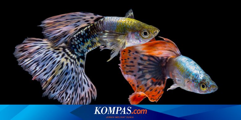 Detail Gambar Ikan Guppy Nomer 21