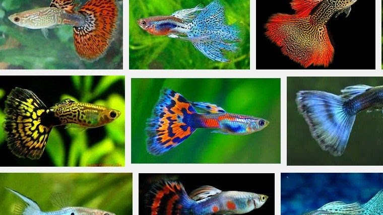 Detail Gambar Ikan Guppy Nomer 4