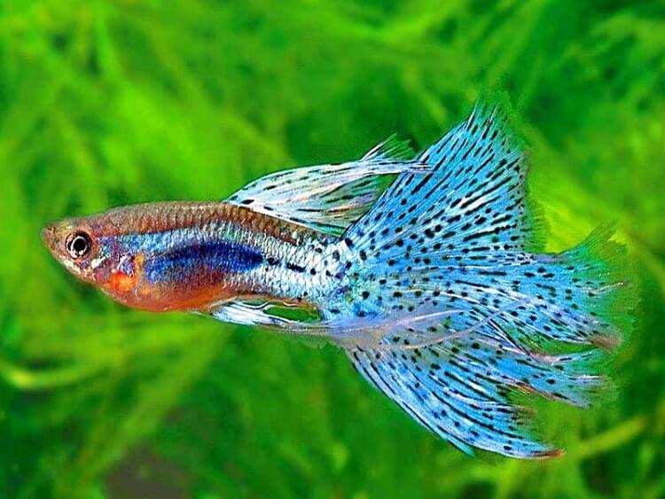 Detail Gambar Ikan Guppy Nomer 31