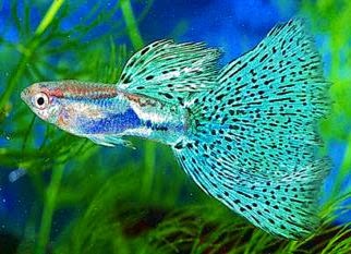 Detail Gambar Ikan Guppy Nomer 41