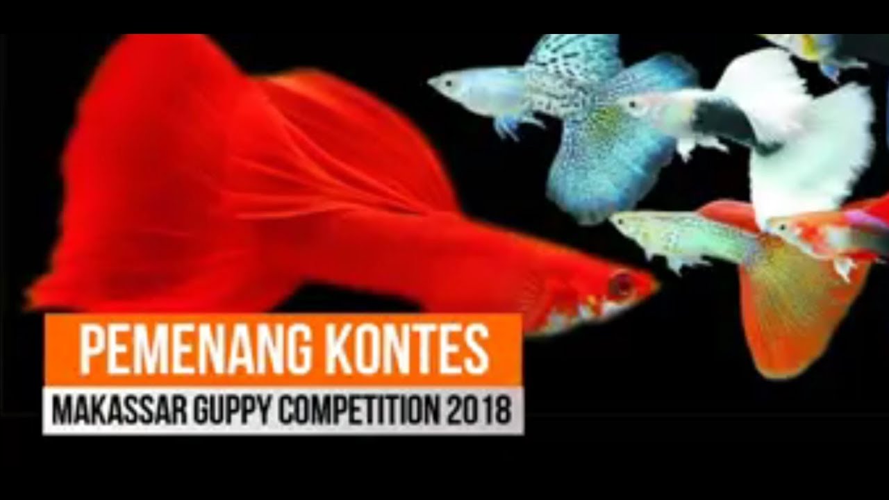 Detail Gambar Ikan Guppy Nomer 42