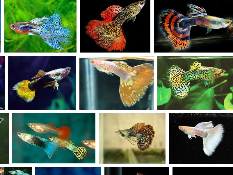 Detail Gambar Ikan Guppy Nomer 51