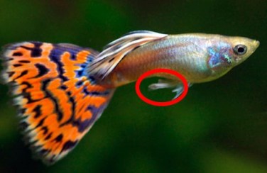 Detail Gambar Ikan Guppy Nomer 53