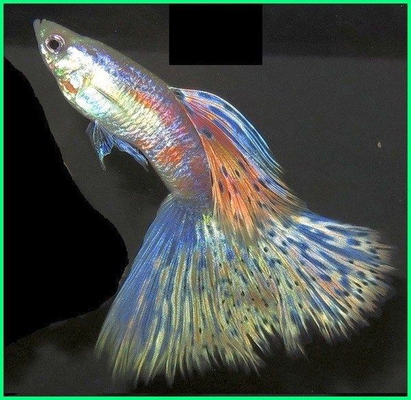 Detail Gambar Ikan Guppy Nomer 55