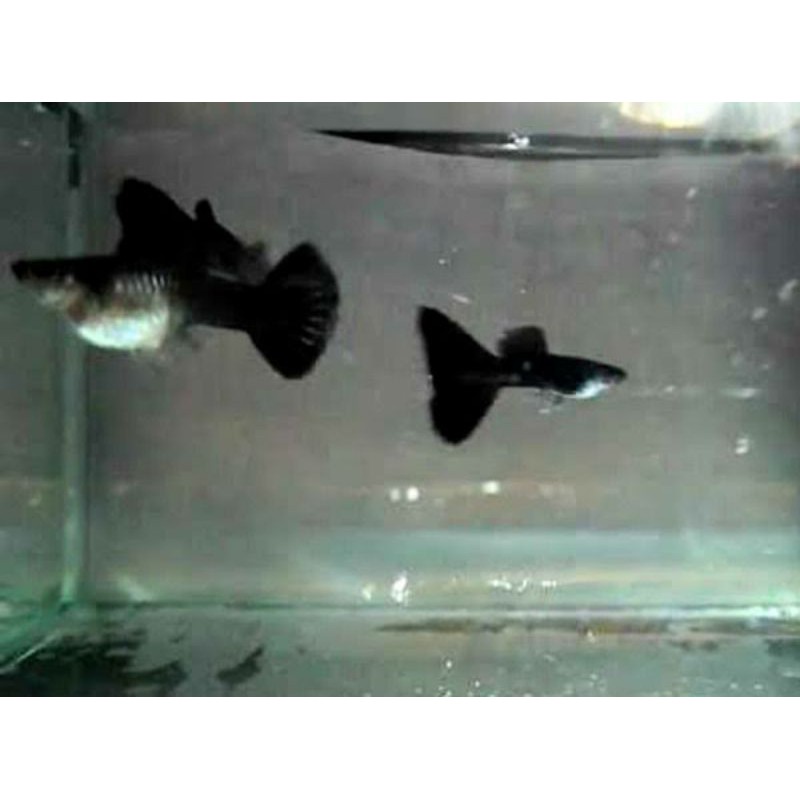 Detail Gambar Ikan Guppy Black Moscow Nomer 16