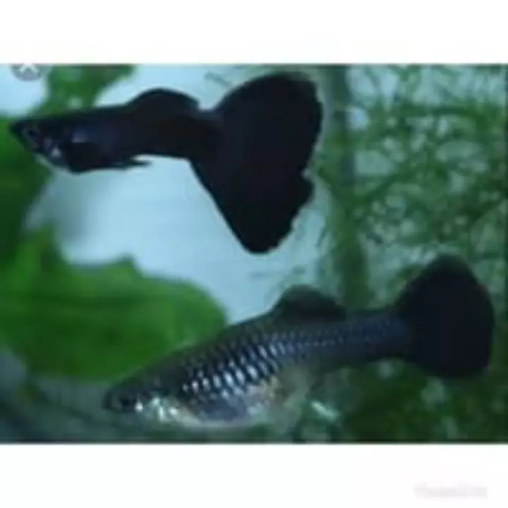 Detail Gambar Ikan Guppy Black Moscow Nomer 18