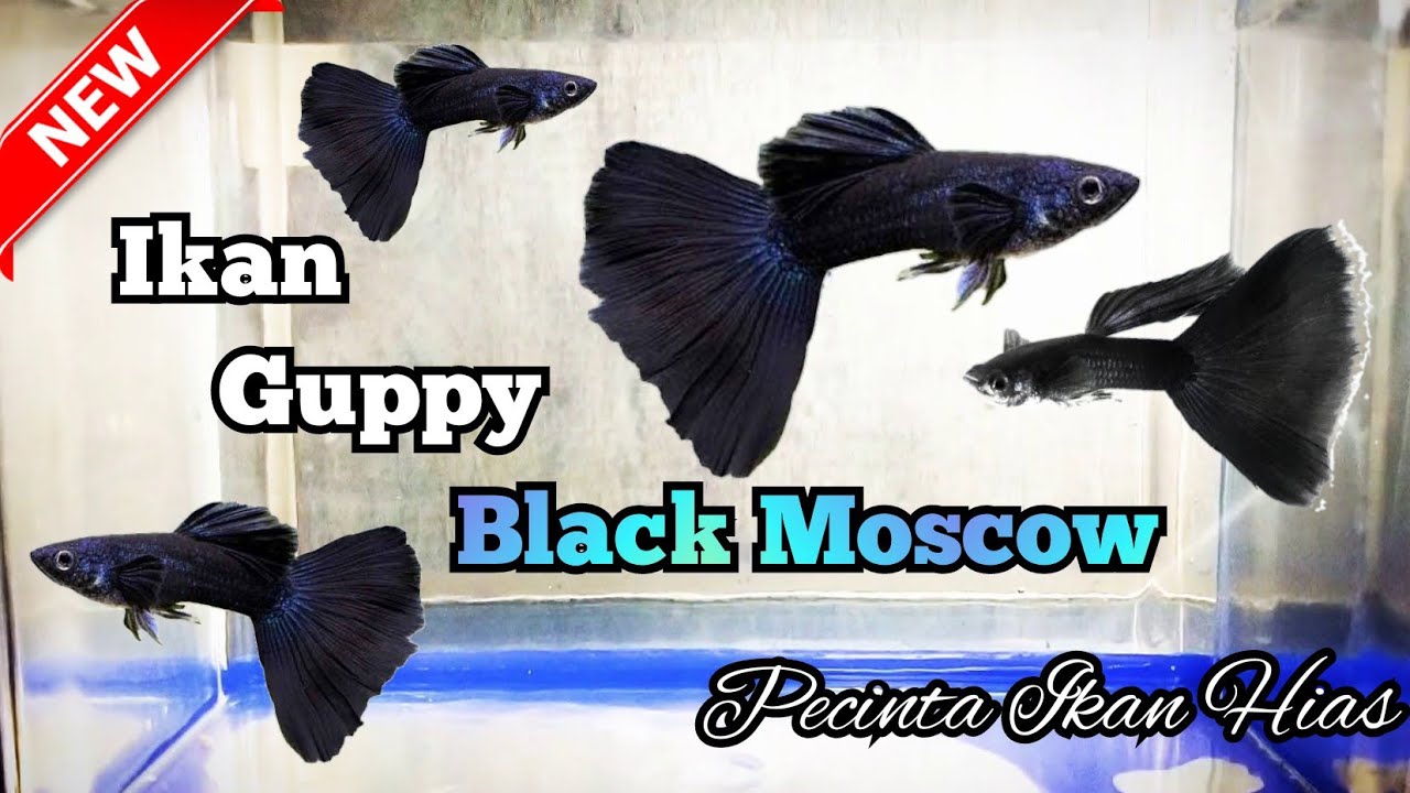 Detail Gambar Ikan Guppy Black Moscow Nomer 22