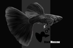 Detail Gambar Ikan Guppy Black Moscow Nomer 24