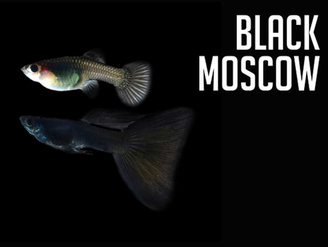 Detail Gambar Ikan Guppy Black Moscow Nomer 38