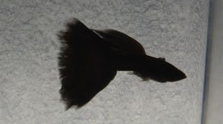 Detail Gambar Ikan Guppy Black Moscow Nomer 5