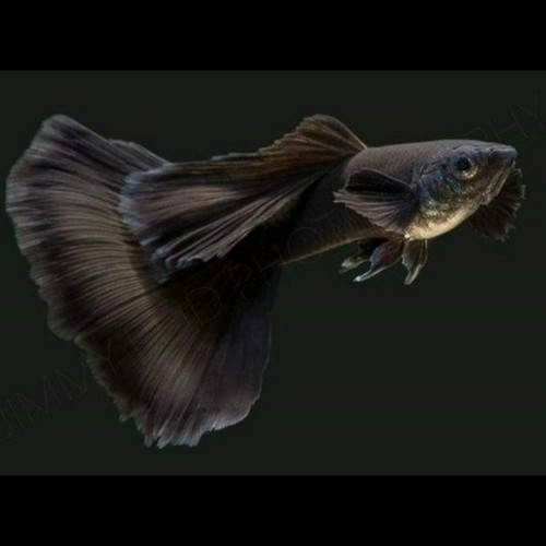 Detail Gambar Ikan Guppy Black Moscow Nomer 54
