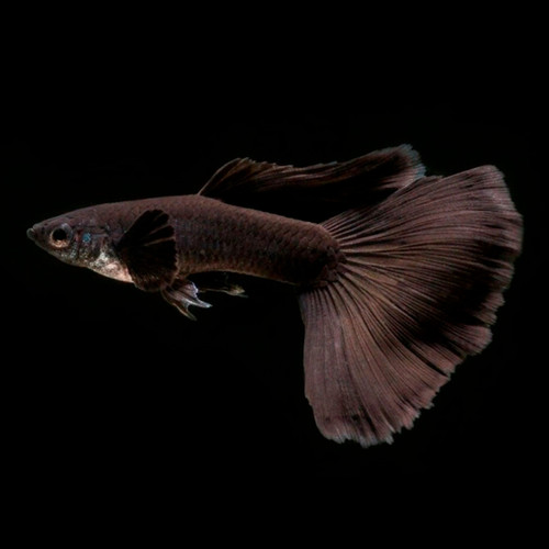 Detail Gambar Ikan Guppy Black Moscow Nomer 7