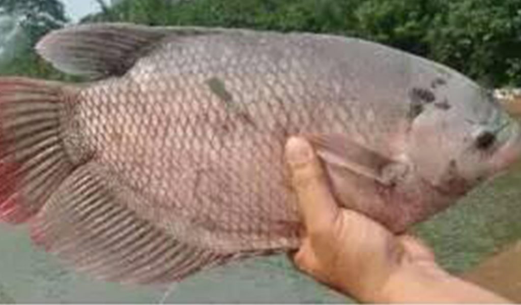 Detail Gambar Ikan Gurame Besar Nomer 13