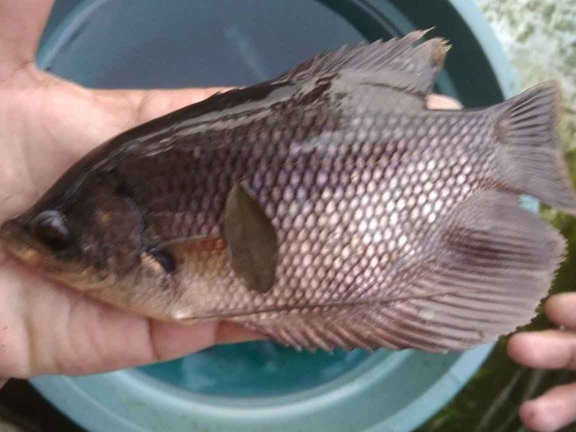 Detail Gambar Ikan Gurame Besar Nomer 14