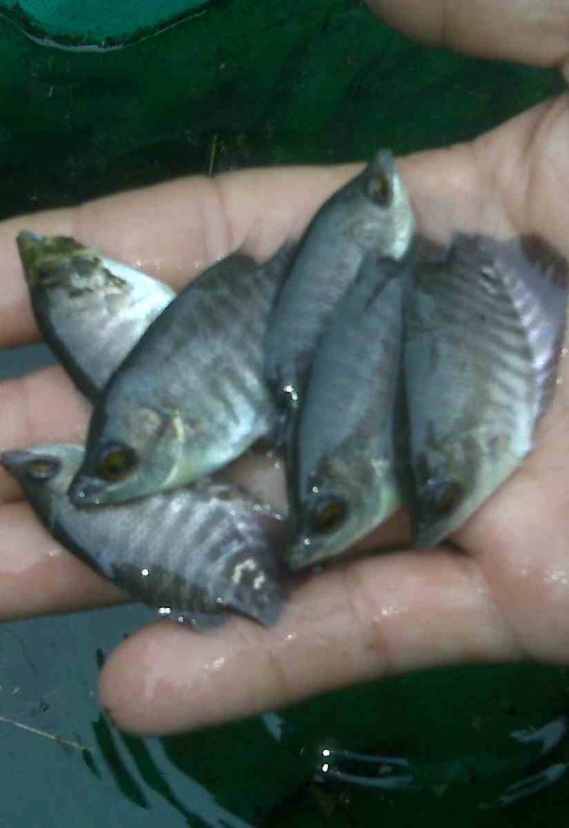 Detail Gambar Ikan Gurame Besar Nomer 30