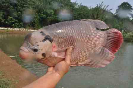 Detail Gambar Ikan Gurame Besar Nomer 46