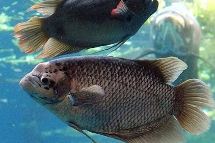 Detail Gambar Ikan Gurame Besar Nomer 50