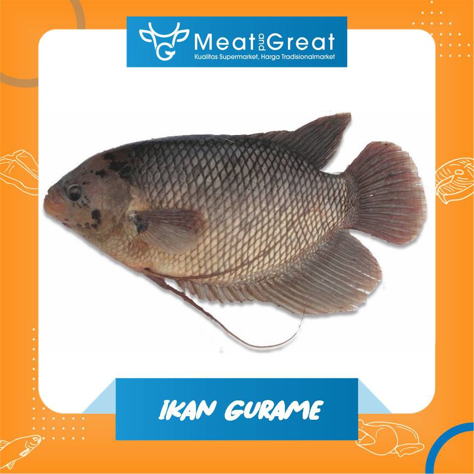 Detail Gambar Ikan Gurame Besar Nomer 52