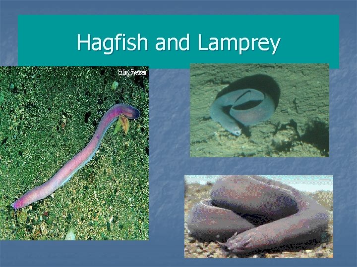 Detail Gambar Ikan Hagfish Nomer 46