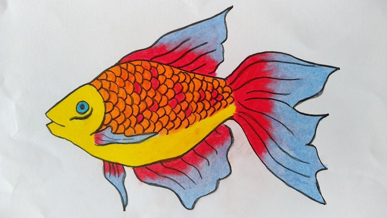 Detail Gambar Ikan Hias Nomer 34