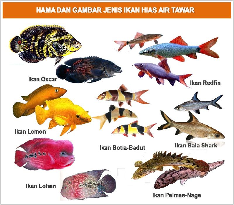 Detail Gambar Ikan Hias Air Tawar Nomer 30