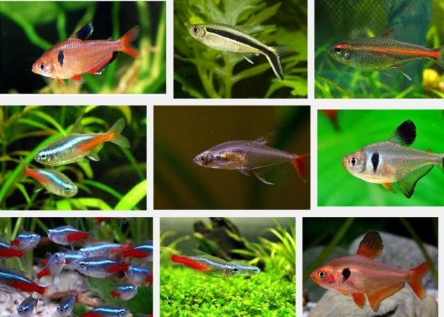 Detail Gambar Ikan Hias Air Tawar Dan Namanya Nomer 17