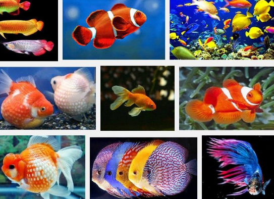 Detail Gambar Ikan Hias Air Tawar Dan Namanya Nomer 43