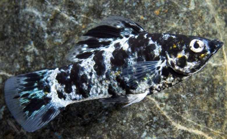 Detail Gambar Ikan Hias Hitam Putih Nomer 27