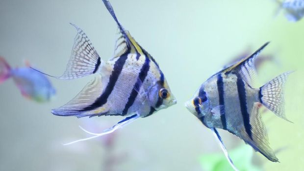 Detail Gambar Ikan Hias Hitam Putih Nomer 30