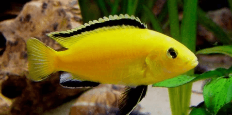 Detail Gambar Ikan Hias Lemon Nomer 12