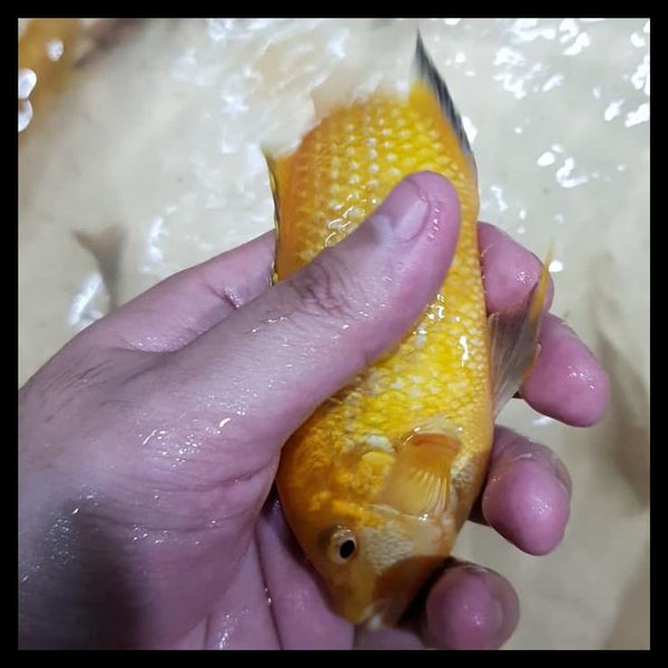 Detail Gambar Ikan Hias Lemon Nomer 17