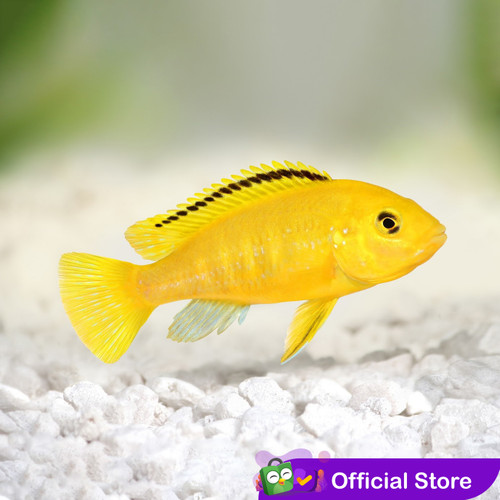 Detail Gambar Ikan Hias Lemon Nomer 18