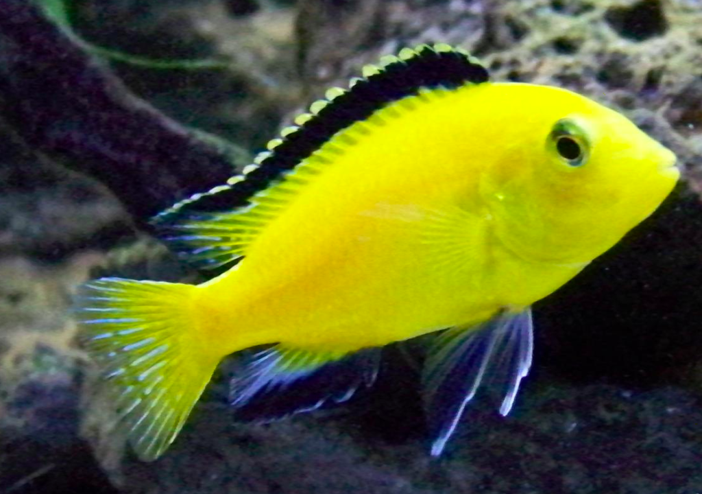 Detail Gambar Ikan Hias Lemon Nomer 22