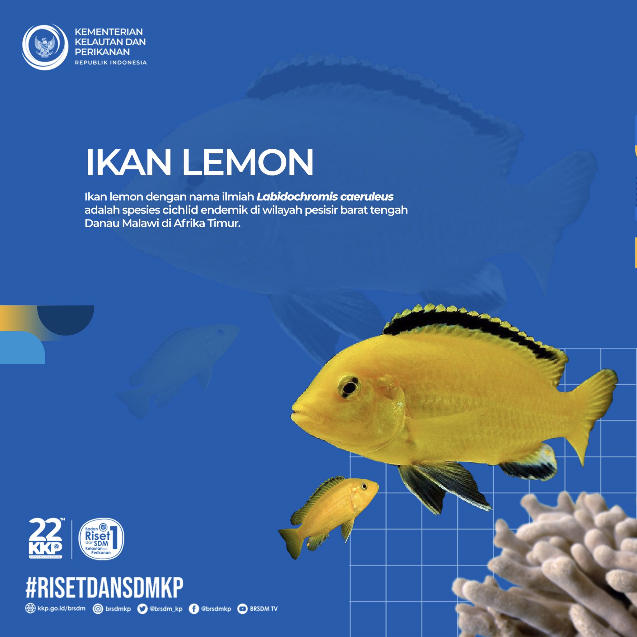 Detail Gambar Ikan Hias Lemon Nomer 28