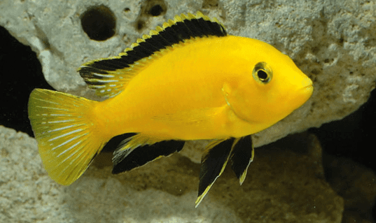 Detail Gambar Ikan Hias Lemon Nomer 4