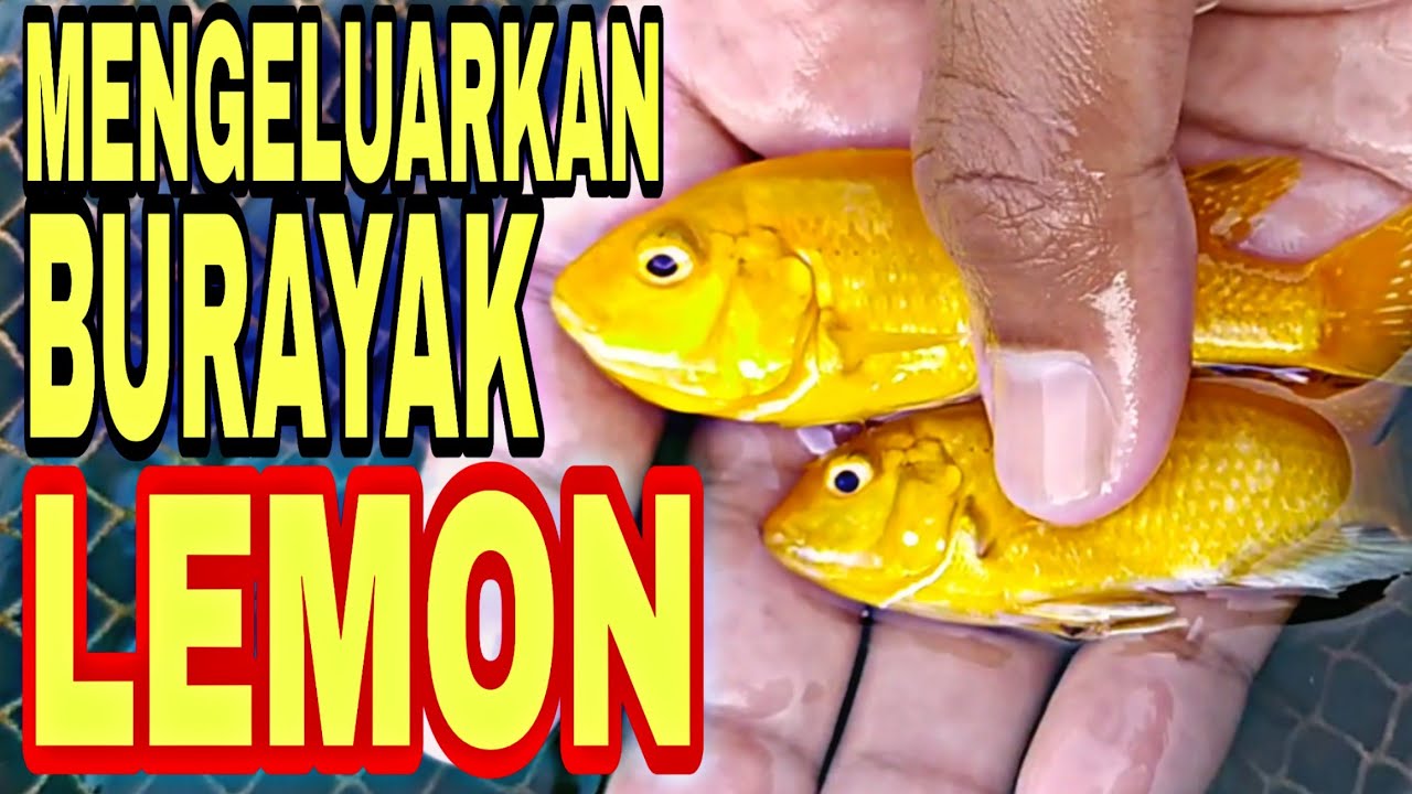 Detail Gambar Ikan Hias Lemon Nomer 41