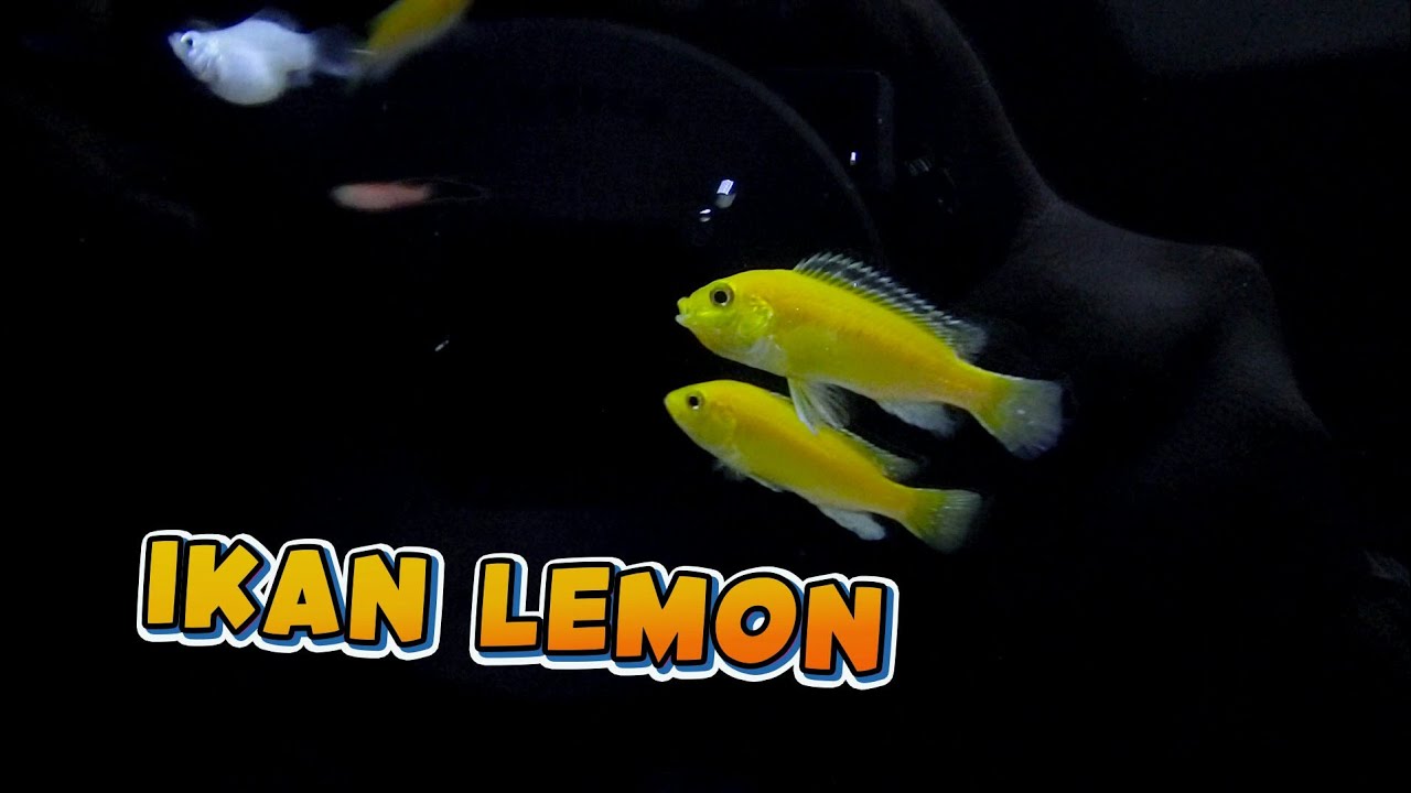 Detail Gambar Ikan Hias Lemon Nomer 56