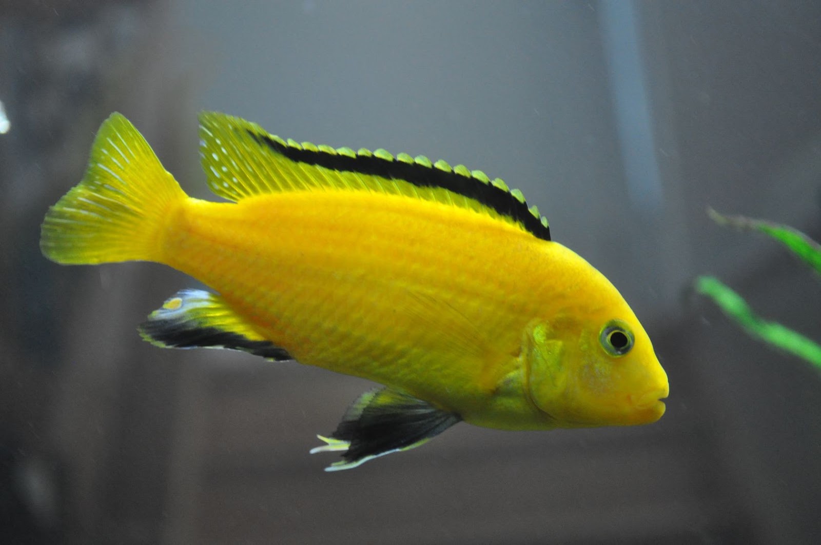 Detail Gambar Ikan Hias Lemon Nomer 8