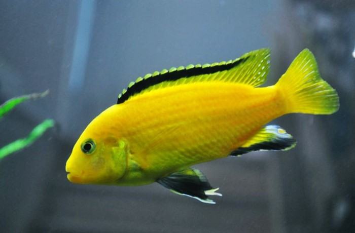 Detail Gambar Ikan Hias Lemon Nomer 9