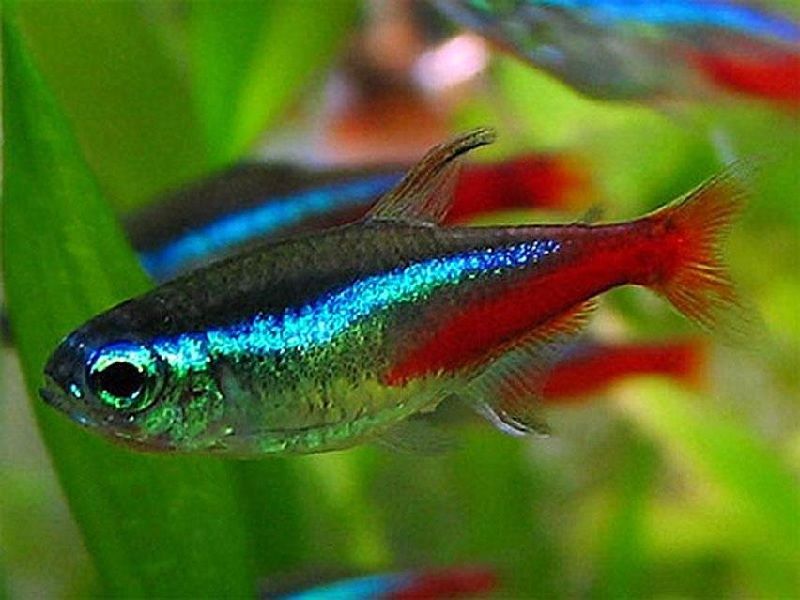 Detail Gambar Ikan Hias Neon Api Nomer 22