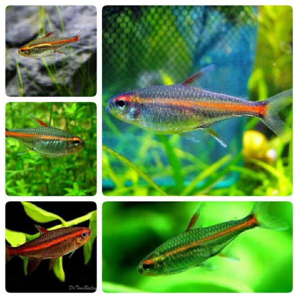 Detail Gambar Ikan Hias Neon Api Nomer 24