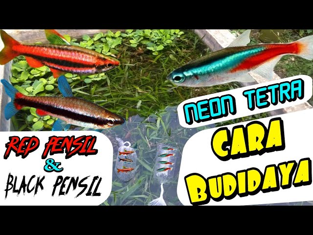 Detail Gambar Ikan Hias Neon Api Nomer 55