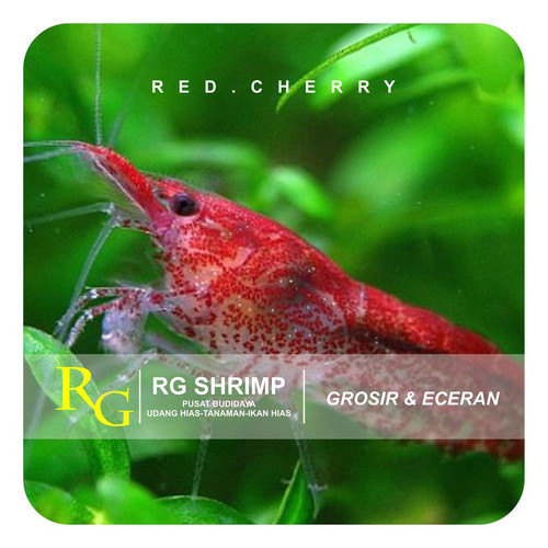 Detail Gambar Ikan Hias Red Cherry Nomer 42