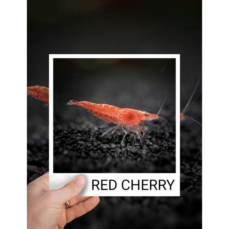 Detail Gambar Ikan Hias Red Cherry Nomer 44