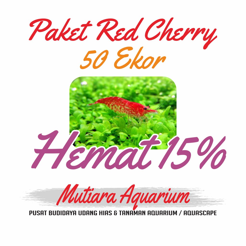 Detail Gambar Ikan Hias Red Cherry Nomer 45