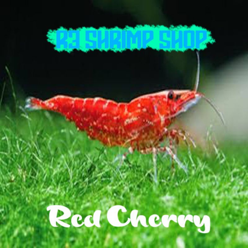 Detail Gambar Ikan Hias Red Cherry Nomer 50