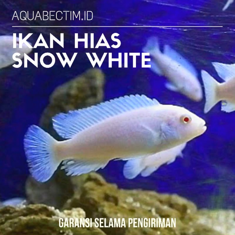 Detail Gambar Ikan Hias Snow White Nomer 22