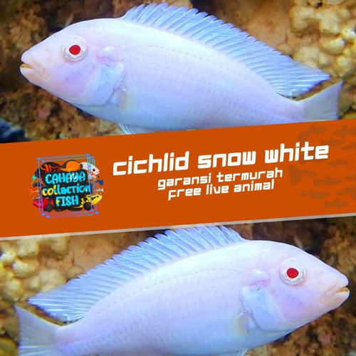 Detail Gambar Ikan Hias Snow White Nomer 31