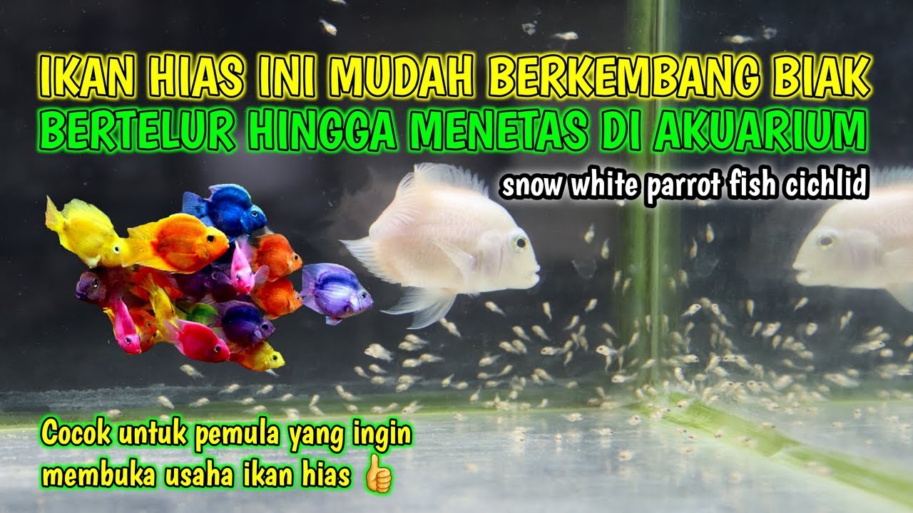 Detail Gambar Ikan Hias Snow White Nomer 34